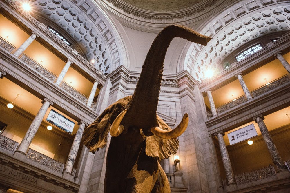 The Smithsonian, National Museum of Natural History, Washington DC